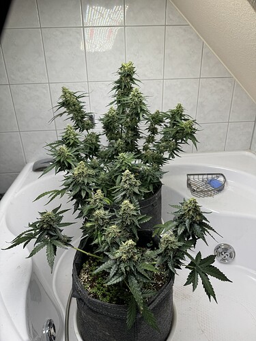 Growreport Bild 34