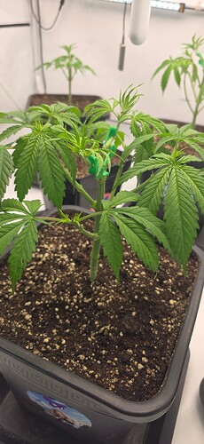 Growreport Bild 5