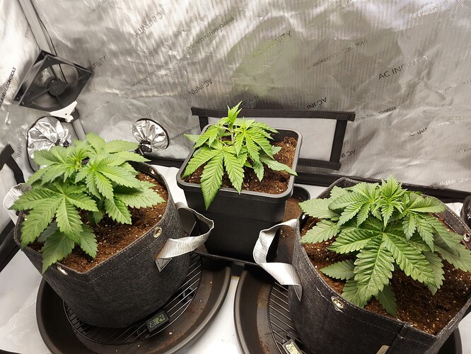 Growreport Bild 2