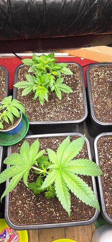 Growreport Bild 35