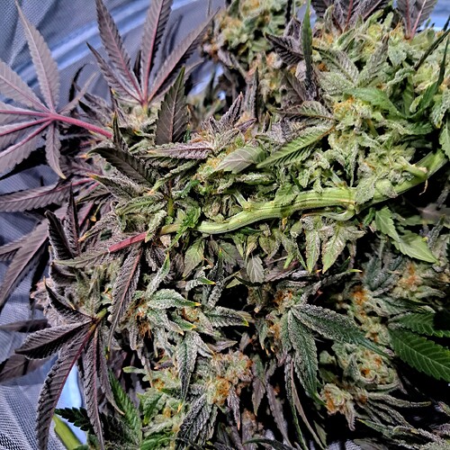 Growreport Bild 5