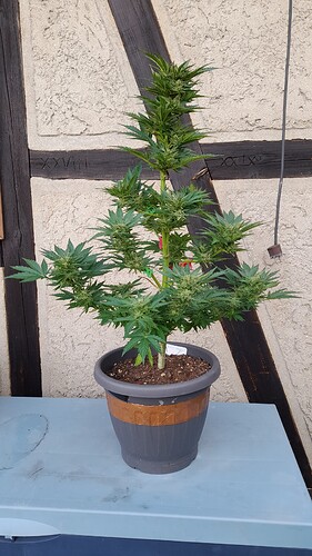 Growreport Bild 64