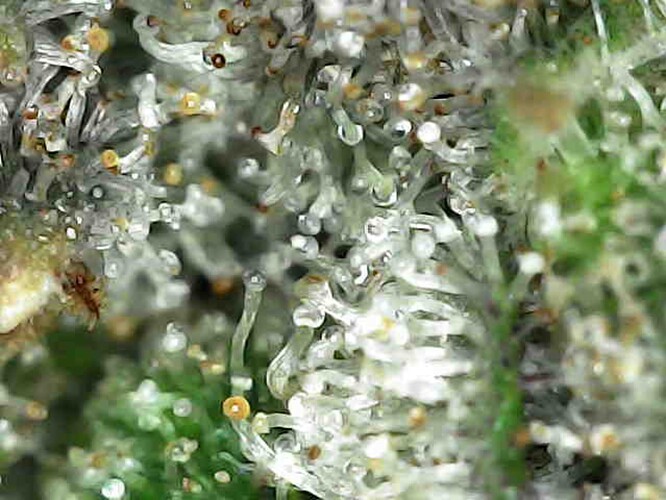 Growreport Bild 36