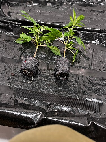 Growreport Bild 17