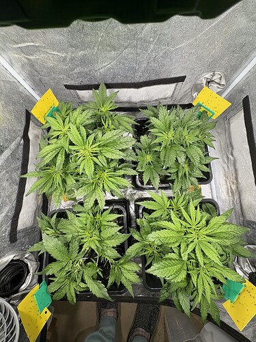 Growreport Bild 1