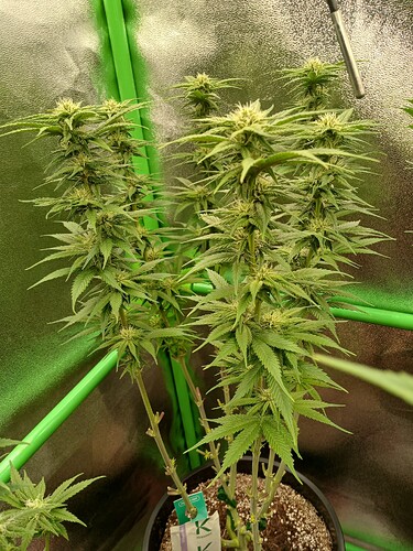 Growreport Bild 5