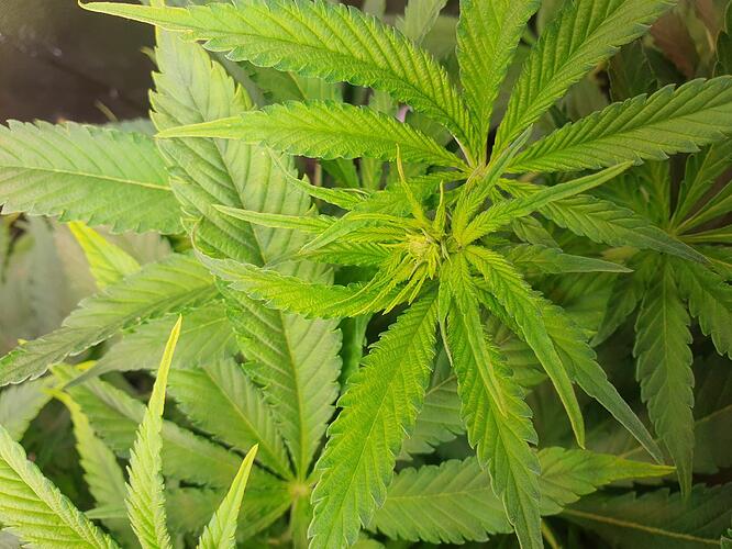 Growreport Bild 3