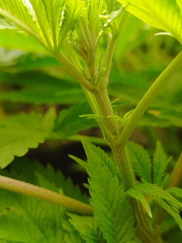 Growreport Bild 1