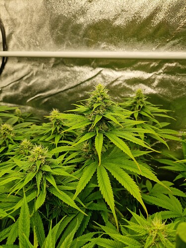 Growreport Bild 3