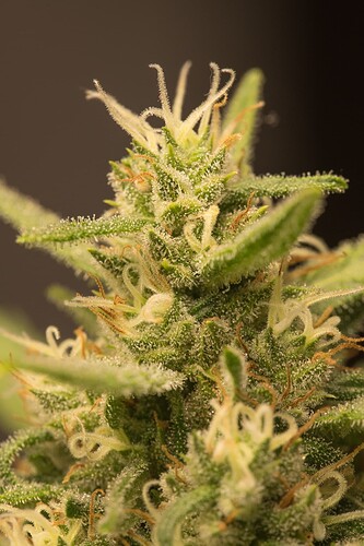 Growreport Bild 14