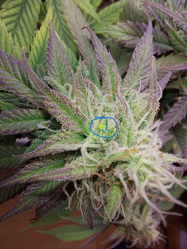 Growreport Bild 6