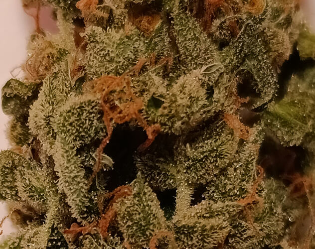Growreport Bild 20