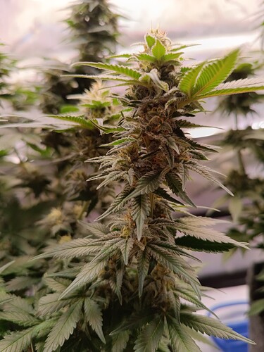 Growreport Bild 8