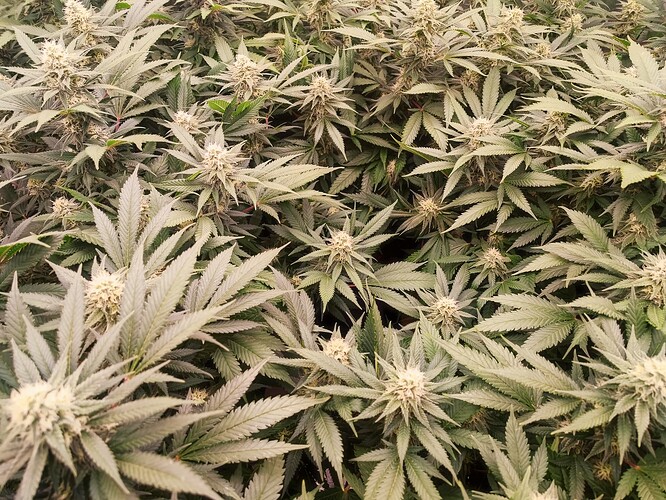 Growreport Bild 8