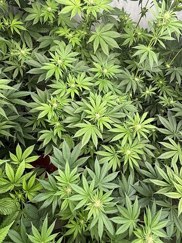 Growreport Bild 28