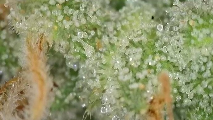 Growreport Bild 9