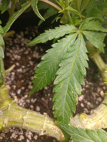 Growreport Bild 6