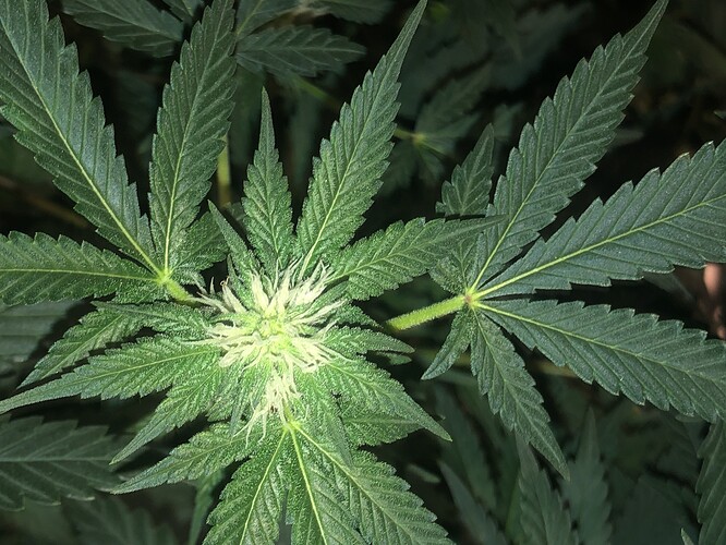 Growreport Bild 3