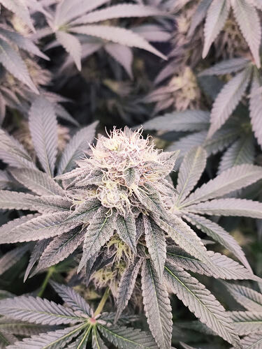 Growreport Bild 128