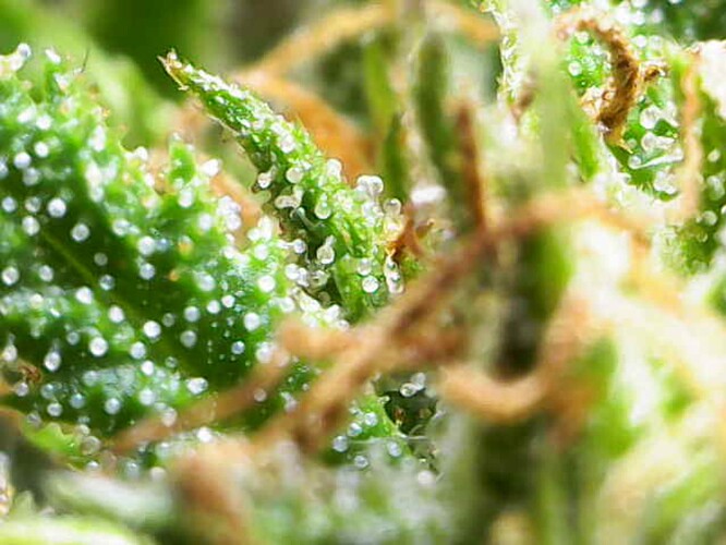 Growreport Bild 26