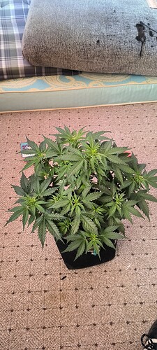 Growreport Bild 29