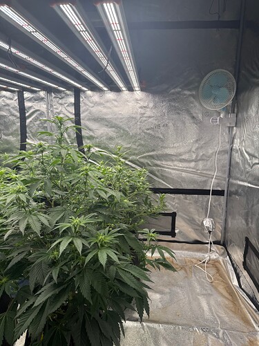Growreport Bild 5