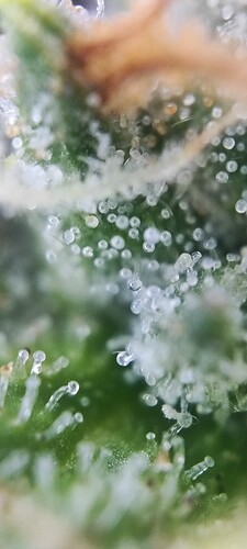 Growreport Bild 34