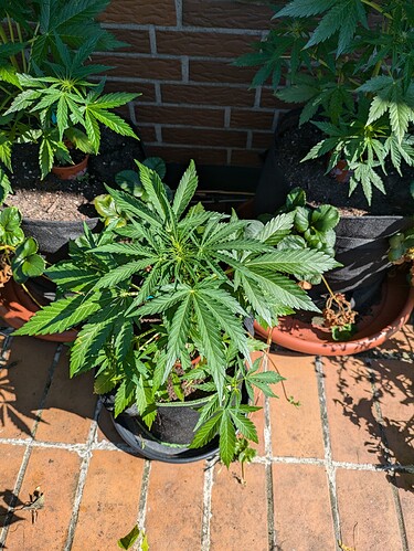 PXL_20240625_074846399