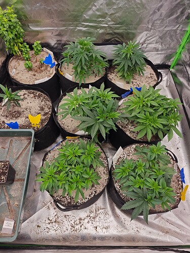 Growreport Bild 23