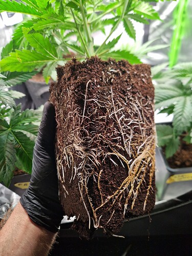 Growreport Bild 11