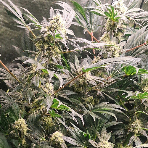 Growreport Bild 5