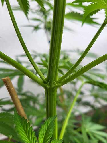 449492101_781976354108867_1011262665337885920_n