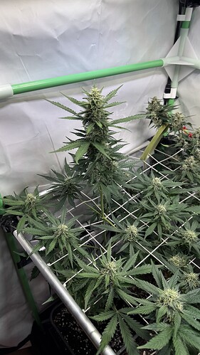 Growreport Bild 19