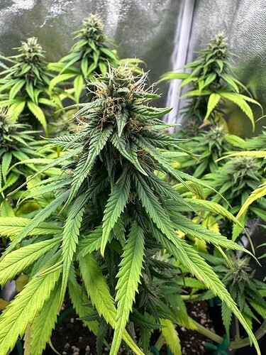 Growreport Bild 45