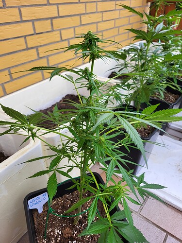 Growreport Bild 6