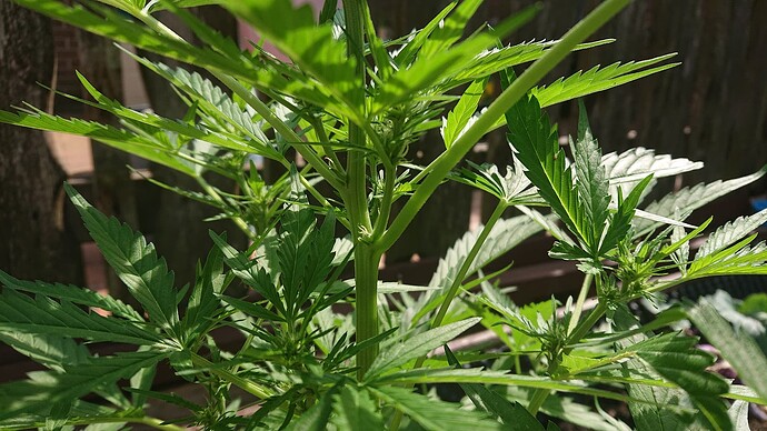 Growreport Bild 4