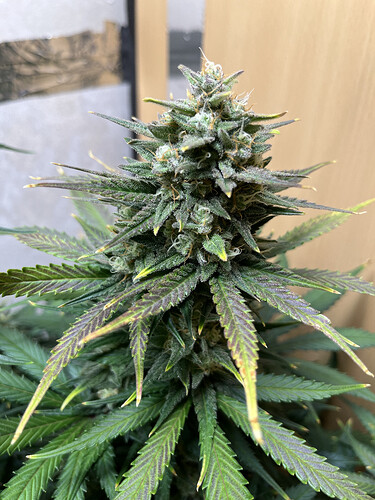 Growreport Bild 2