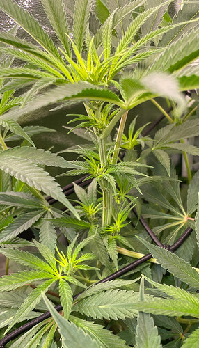 Growreport Bild 6