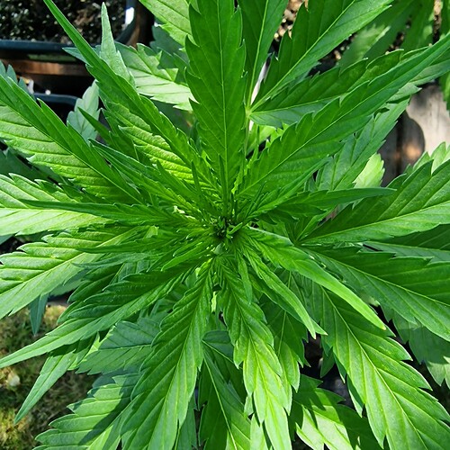 Growreport Bild 10