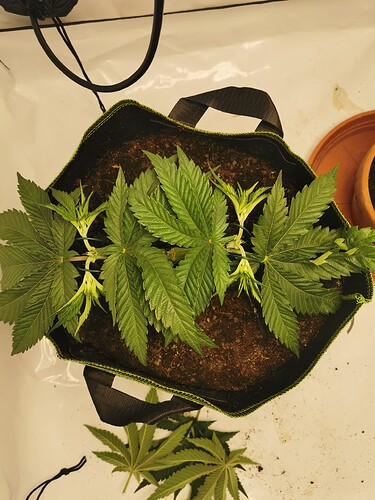 Growreport Bild 29