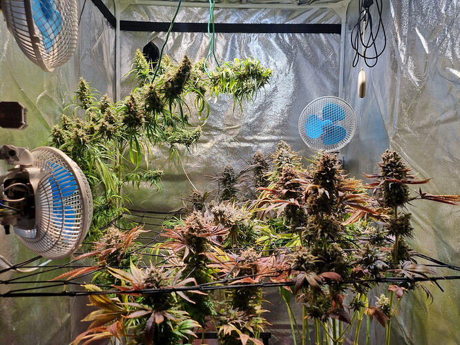 Mehrere Cannabis-Pflanzen in einem Zelt, die sich in der Blütephase befinden, mit sichtbaren Buds und Lüftern.