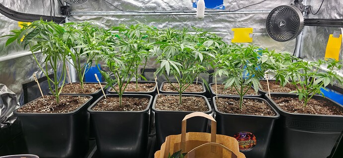 Growreport Bild 2