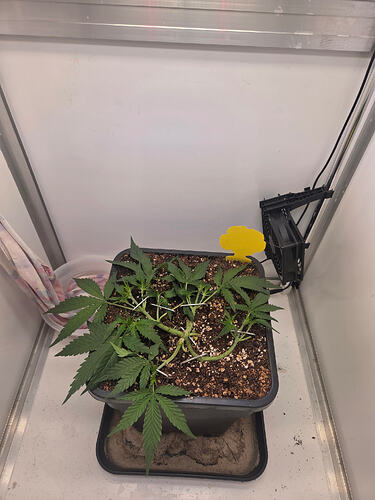 Eine junge Cannabis-Pflanze in einem quadratischen Topf, die mittels LST (Low Stress Training) mit Metallklammern flach auf die Erde gebunden wurde, in einer Growbox.