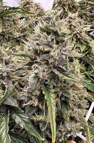 Growreport Bild 4