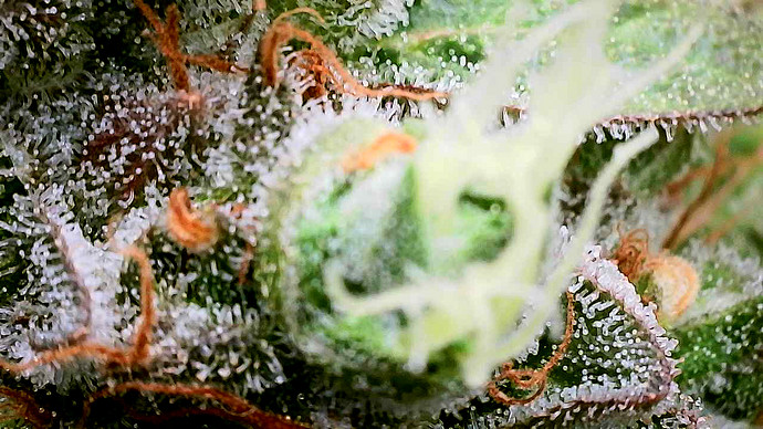Nahaufnahme eines Cannabis-Buds mit deutlich sichtbaren Trichomen und Stigmen.
