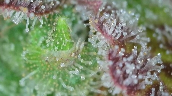 Growreport Bild 55