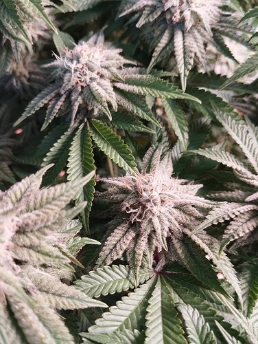 IMG_20250218_094559 - Kopie