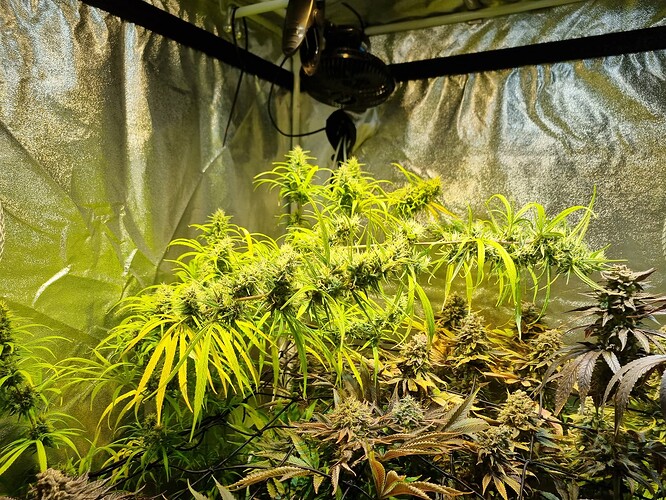 Mehrere Cannabis-Pflanzen in der Blütephase in einem Growzelt, mit sichtbaren Trichomen und sich entwickelnden Blütenkelchen.