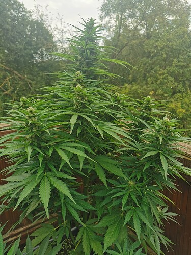 Growreport Bild 3