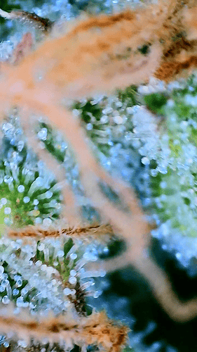 Growreport Bild 14